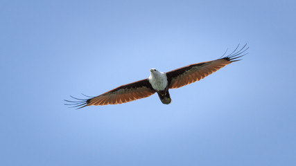Indian bird of prey Brahminy kite (Haliastur indus)