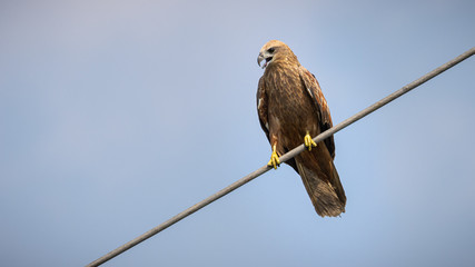 Juvenile Indian bird of prey Brahminy kite (Haliastur indus)
