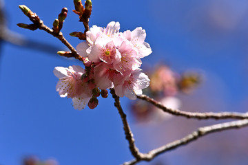 桜の花