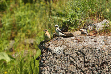 Male and female Northern Wheatear / Oenanthe oenanthe