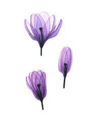 Watercolor transparent crocus flowers. Hand drawn illustration isolated on white. Floral set is perfect for greeting card, romantic wallpaper, fabric textile, floristic workshop design, logo, label