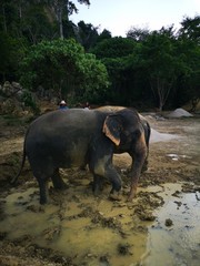 Asiatische Elefanten Thailand