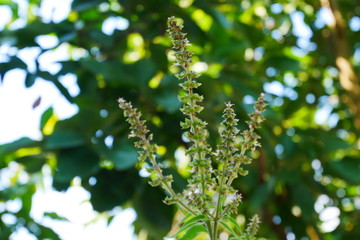 fresh sprouts in the market. young plant organic farm. seedling