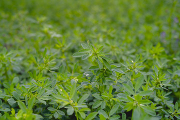 Field of green alfalfa ready for mowing