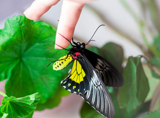 Macro photography of butterfly. Big black eyes.
