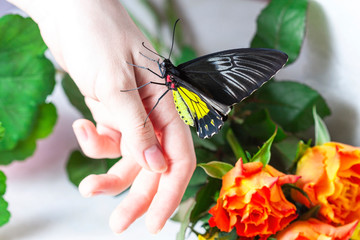 Macro photography of butterfly. Big black eyes.