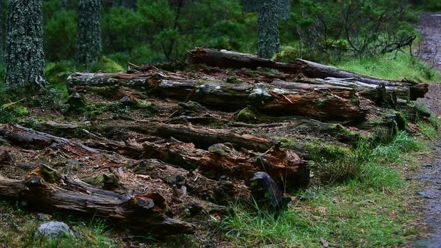 Pile of decaying pine tree trunks left to rot in forest as dead wood, habitat for invertebrates, mosses and fungi