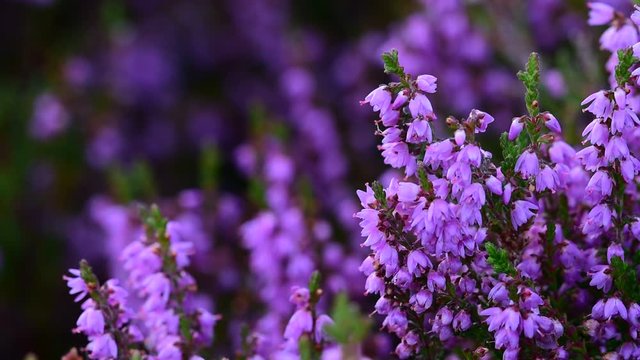 Close up of common heather / ling (Calluna vulgaris) in flower in heathland