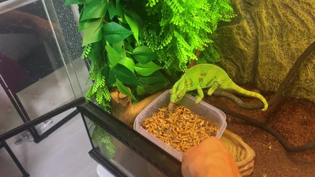 Chameleon eating in a terrarium