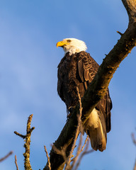 Bald eagle sitting on a branch washed in evening light in the Willamette Valley near Shedd, Oregon, USA.