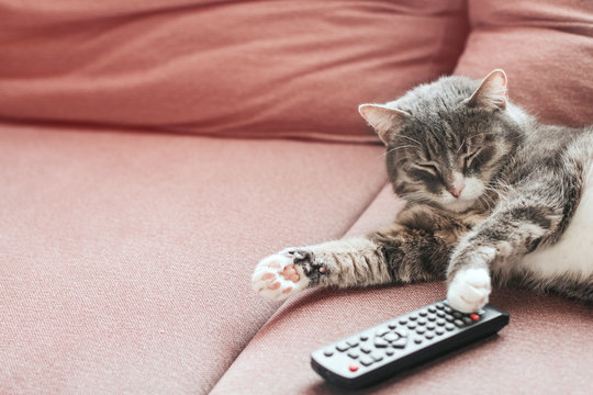  Gray tabby cat sleeps on a sofa with a TV remote control copy space.