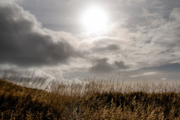 Fototapeta premium Field of grass in a sunny sky