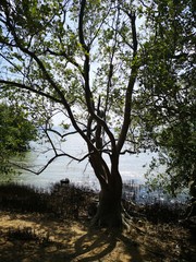 Mangroven Thailand Railey Beach