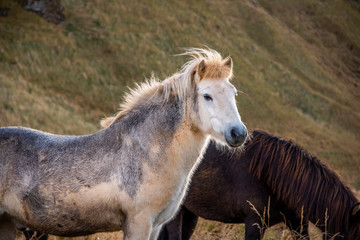 Icelandic horse in the middle of a field
