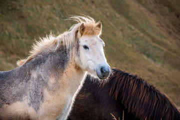 Icelandic horse in the middle of a field
