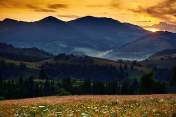 Obraz premium wildflowers, meadow and golden sunset in carpathian mountains - beautiful summer landscape, spruces on hills, dark cloudy sky and bright sunlight