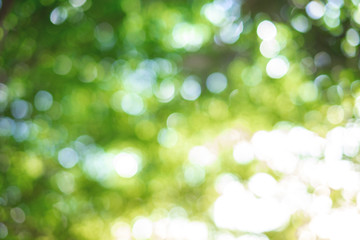 Green bokeh on nature abstract blur background green bokeh from tree - obrazy, fototapety, plakaty