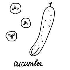 Hand drawn isolated food icon. Black outline illustration of vegetable. Cucumber icon. 