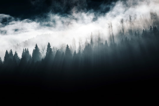 Silhouette of forest with dense fog.