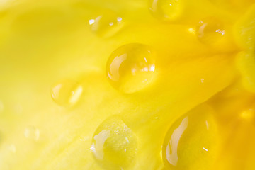 Yellow flower petals in large drops of water. Macro photo. The concept of flowering, spring, summer. Image is suitable for cards, banners. Abstract flower photo.