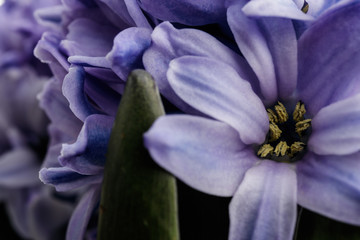 Hyacinth as background. Blossom.
