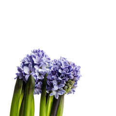 Fototapeta premium Hyacinth on white.