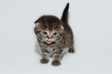 kitten, kitty, shottish cat