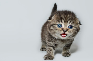 kitten, kitty, shottish cat