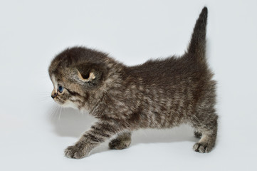 kitten, kitty, shottish cat