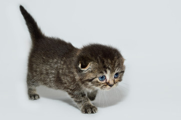 kitten, kitty, shottish cat