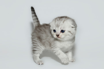 kitten, kitty, shottish cat