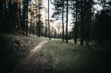 trail in the forest