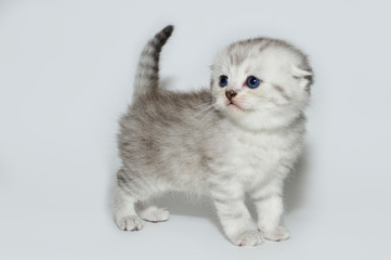 kitten, kitty, shottish cat