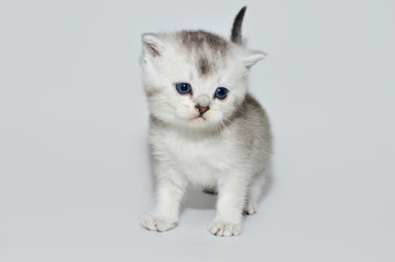 kitten, kitty, shottish cat