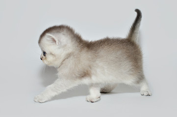 kitten, kitty, shottish cat