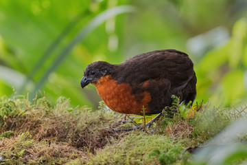 Dark-backed Wood-quail - Odontophorus melanonotus, shy quail from the floor of Andean forests, Mindo, Ecuador.