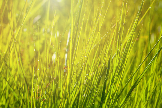 Green grass with green bokeh background after rain