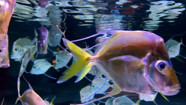 Lookdown fishes swimming in aquarium