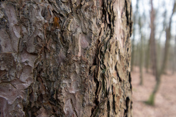 bark of a tree