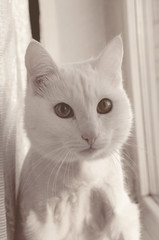 Portrait of a white domestic cat