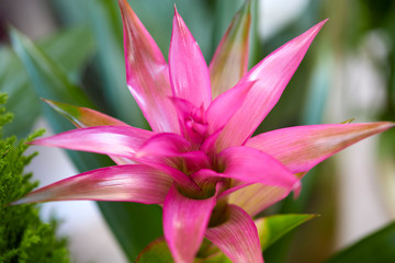 still life of natural and colorful flowers