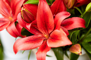 still life of natural and colorful flowers