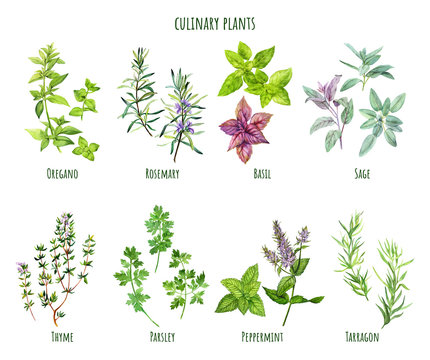 Set of watercolor cooking herbs, mediterranean cuisine