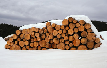 Pile of Winter Wood in Snow Cover