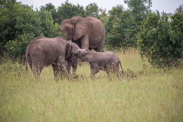 Obraz premium elephant1