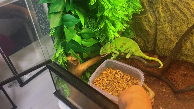 Chameleon eating in a terrarium