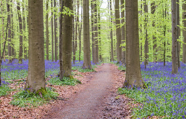 Footpath in the springtime forest