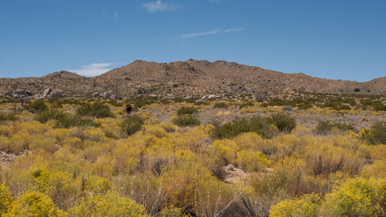 Fototapeta na wymiar scenic view on the Mojave desert park, california