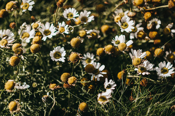 field of yellow flowers