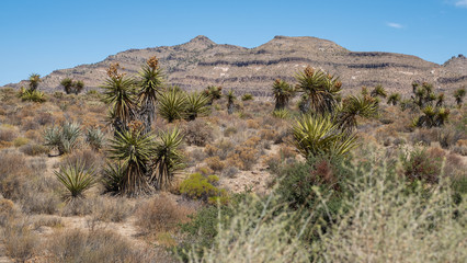 scenic view on the Mojave desert park, california